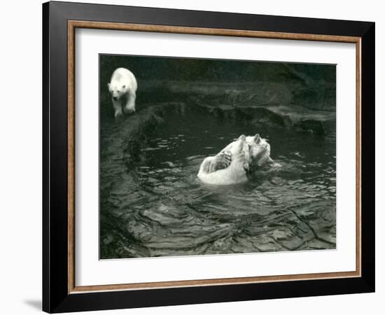 Two Polar Bears Romp in their Pool While Another Walks By, London Zoo, June 1922-Frederick William Bond-Framed Photographic Print