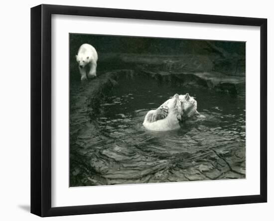 Two Polar Bears Romp in their Pool While Another Walks By, London Zoo, June 1922-Frederick William Bond-Framed Photographic Print