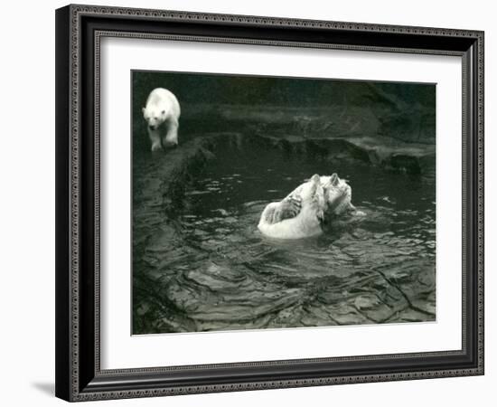 Two Polar Bears Romp in their Pool While Another Walks By, London Zoo, June 1922-Frederick William Bond-Framed Photographic Print