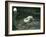 Two Polar Bears Romp in their Pool While Another Walks By, London Zoo, June 1922-Frederick William Bond-Framed Photographic Print