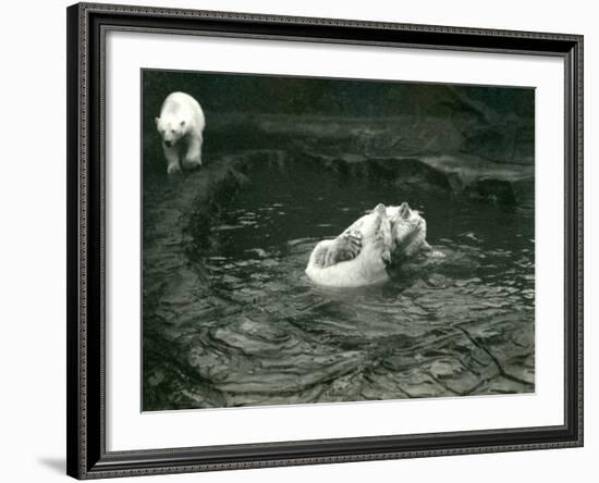 Two Polar Bears Romp in their Pool While Another Walks By, London Zoo, June 1922-Frederick William Bond-Framed Photographic Print