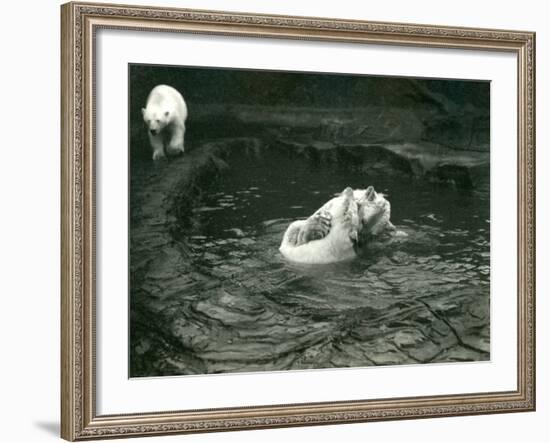 Two Polar Bears Romp in their Pool While Another Walks By, London Zoo, June 1922-Frederick William Bond-Framed Photographic Print