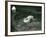 Two Polar Bears Romp in their Pool While Another Walks By, London Zoo, June 1922-Frederick William Bond-Framed Photographic Print