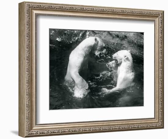 Two Polar Bears Romping in their Pool at London Zoo in 1926 (B/W Photo)-Frederick William Bond-Framed Giclee Print