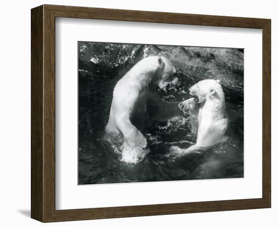 Two Polar Bears Romping in their Pool at London Zoo in 1926 (B/W Photo)-Frederick William Bond-Framed Giclee Print