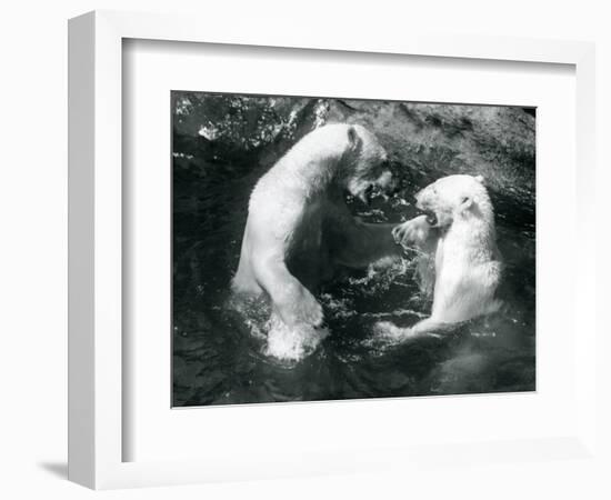 Two Polar Bears Romping in their Pool at London Zoo in 1926 (B/W Photo)-Frederick William Bond-Framed Giclee Print