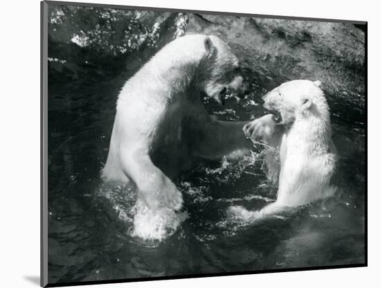 Two Polar Bears Romping in their Pool at London Zoo in 1926 (B/W Photo)-Frederick William Bond-Mounted Giclee Print