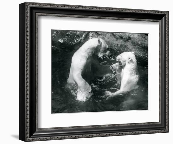 Two Polar Bears Romping in their Pool at London Zoo in 1926 (B/W Photo)-Frederick William Bond-Framed Giclee Print