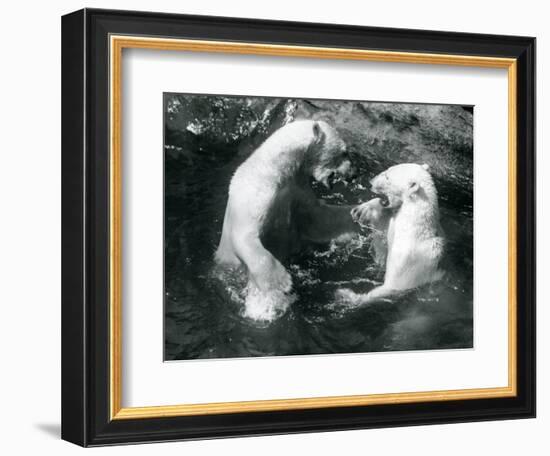 Two Polar Bears Romping in their Pool at London Zoo in 1926 (B/W Photo)-Frederick William Bond-Framed Giclee Print