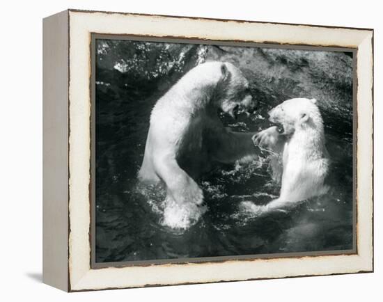 Two Polar Bears Romping in their Pool at London Zoo in 1926 (B/W Photo)-Frederick William Bond-Framed Premier Image Canvas