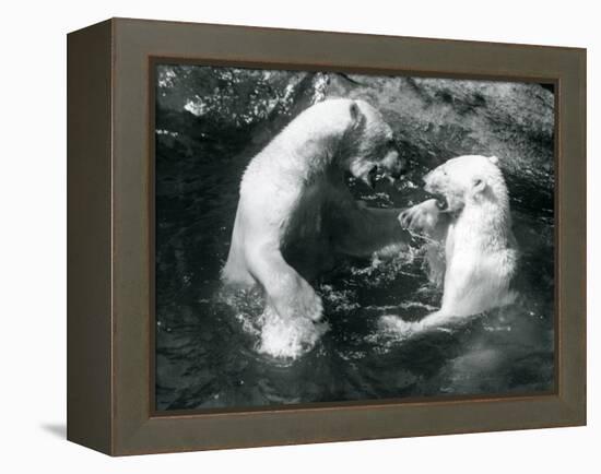 Two Polar Bears Romping in their Pool at London Zoo in 1926 (B/W Photo)-Frederick William Bond-Framed Premier Image Canvas