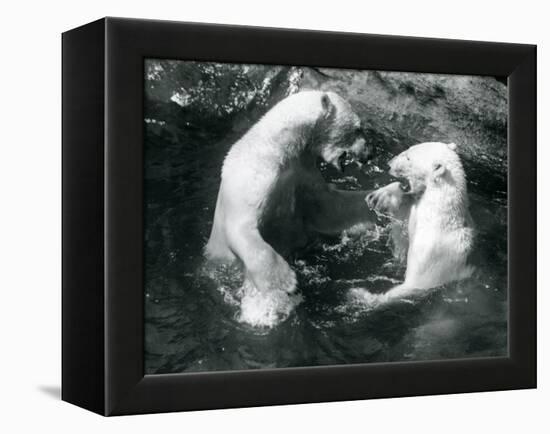 Two Polar Bears Romping in their Pool at London Zoo in 1926 (B/W Photo)-Frederick William Bond-Framed Premier Image Canvas