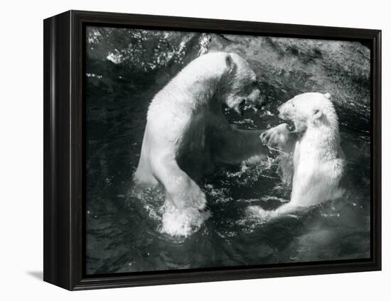 Two Polar Bears Romping in their Pool at London Zoo in 1926 (B/W Photo)-Frederick William Bond-Framed Premier Image Canvas