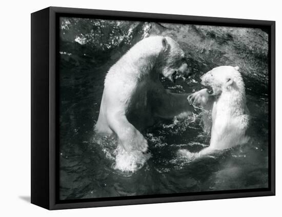 Two Polar Bears Romping in their Pool at London Zoo in 1926 (B/W Photo)-Frederick William Bond-Framed Premier Image Canvas