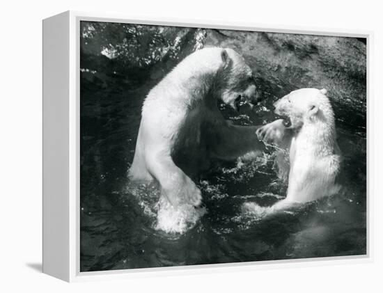 Two Polar Bears Romping in their Pool at London Zoo in 1926 (B/W Photo)-Frederick William Bond-Framed Premier Image Canvas