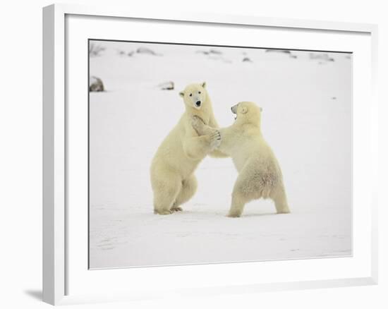 Two Polar Bears (Thalarctos Maritimus) Playing, Churchill, Manitoba, Canada, North America-James Hager-Framed Photographic Print