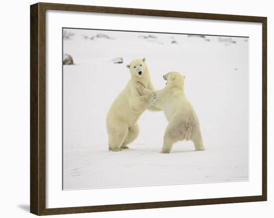 Two Polar Bears (Thalarctos Maritimus) Playing, Churchill, Manitoba, Canada, North America-James Hager-Framed Photographic Print