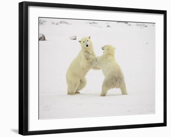 Two Polar Bears (Thalarctos Maritimus) Playing, Churchill, Manitoba, Canada, North America-James Hager-Framed Photographic Print