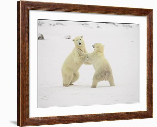 Two Polar Bears (Thalarctos Maritimus) Playing, Churchill, Manitoba, Canada, North America-James Hager-Framed Photographic Print