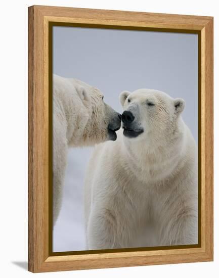 Two Polar Bears (Ursus Maritimus) Interacting, Svalbard, Norway, September 2009-Cairns-Framed Premier Image Canvas