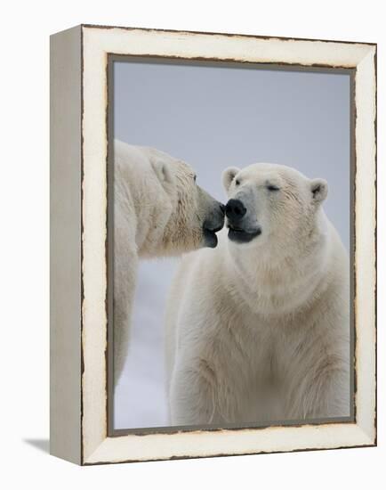 Two Polar Bears (Ursus Maritimus) Interacting, Svalbard, Norway, September 2009-Cairns-Framed Premier Image Canvas
