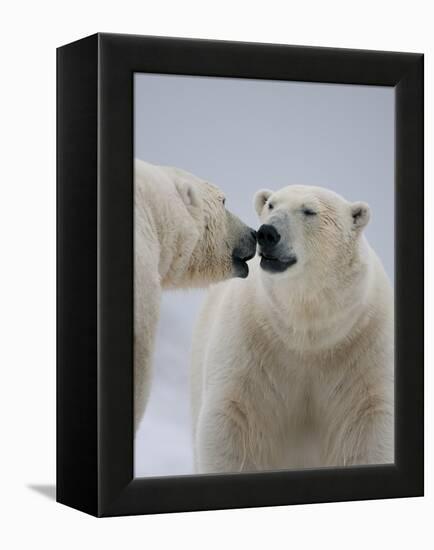 Two Polar Bears (Ursus Maritimus) Interacting, Svalbard, Norway, September 2009-Cairns-Framed Premier Image Canvas