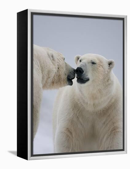 Two Polar Bears (Ursus Maritimus) Interacting, Svalbard, Norway, September 2009-Cairns-Framed Premier Image Canvas