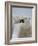 Two Polar Bears (Ursus Maritimus) Interacting, Svalbard, Norway, September 2009-Cairns-Framed Photographic Print