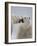 Two Polar Bears (Ursus Maritimus) Interacting, Svalbard, Norway, September 2009-Cairns-Framed Photographic Print