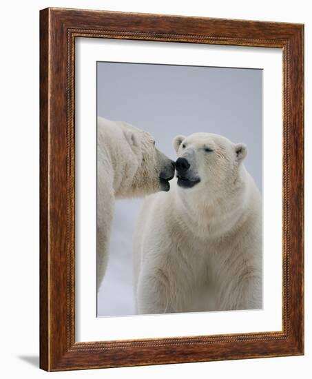 Two Polar Bears (Ursus Maritimus) Interacting, Svalbard, Norway, September 2009-Cairns-Framed Photographic Print