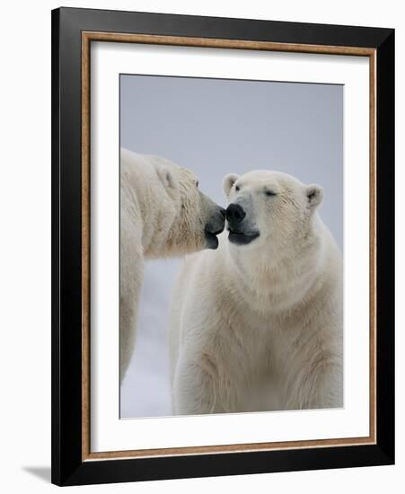 Two Polar Bears (Ursus Maritimus) Interacting, Svalbard, Norway, September 2009-Cairns-Framed Photographic Print