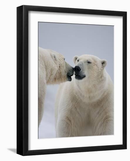 Two Polar Bears (Ursus Maritimus) Interacting, Svalbard, Norway, September 2009-Cairns-Framed Photographic Print