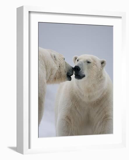Two Polar Bears (Ursus Maritimus) Interacting, Svalbard, Norway, September 2009-Cairns-Framed Photographic Print
