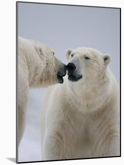 Two Polar Bears (Ursus Maritimus) Interacting, Svalbard, Norway, September 2009-Cairns-Mounted Photographic Print