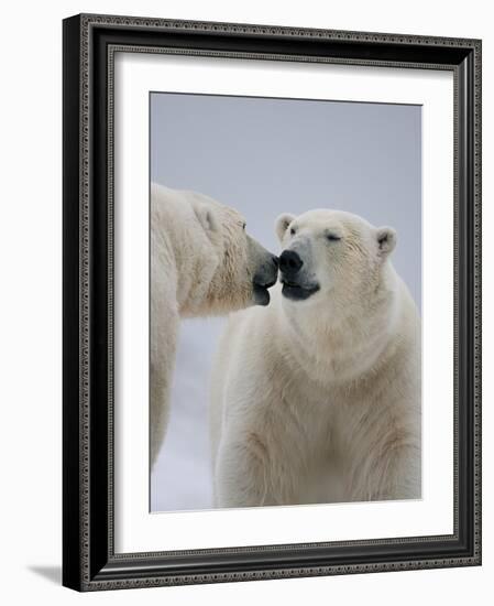 Two Polar Bears (Ursus Maritimus) Interacting, Svalbard, Norway, September 2009-Cairns-Framed Photographic Print