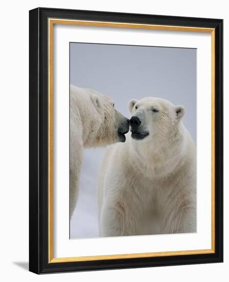 Two Polar Bears (Ursus Maritimus) Interacting, Svalbard, Norway, September 2009-Cairns-Framed Photographic Print