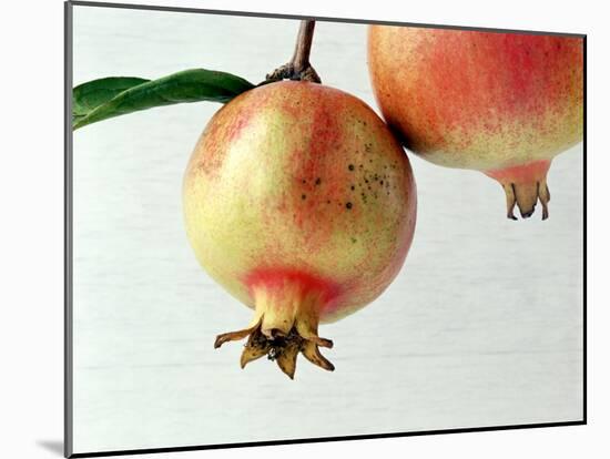 Two Pomegranates-null-Mounted Photographic Print
