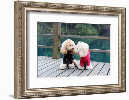 Two Poodle Dog Standing-Raywoo-Framed Photographic Print