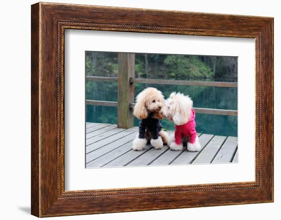 Two Poodle Dog Standing-Raywoo-Framed Photographic Print
