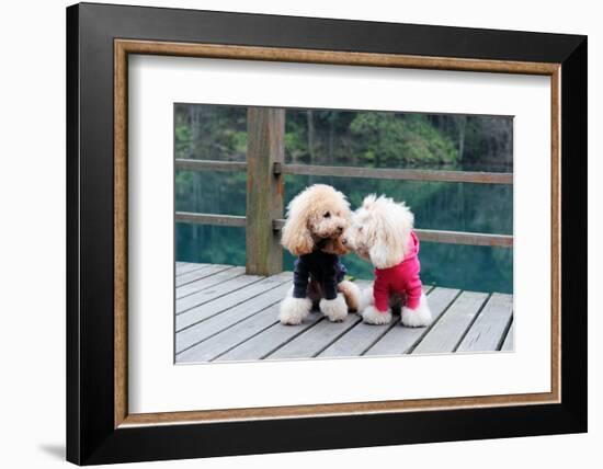 Two Poodle Dog Standing-Raywoo-Framed Photographic Print