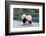 Two Poodle Dog Standing-Raywoo-Framed Photographic Print