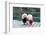 Two Poodle Dog Standing-Raywoo-Framed Photographic Print