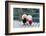 Two Poodle Dog Standing-Raywoo-Framed Photographic Print