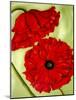 Two Poppies-Holly Carr-Mounted Giclee Print