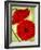 Two Poppies-Holly Carr-Framed Giclee Print