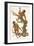 Two Primates on a Tree, 1823-Edward Donovan-Framed Giclee Print