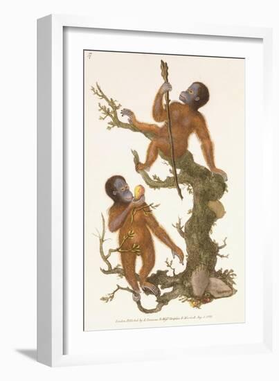 Two Primates on a Tree, 1823-Edward Donovan-Framed Giclee Print