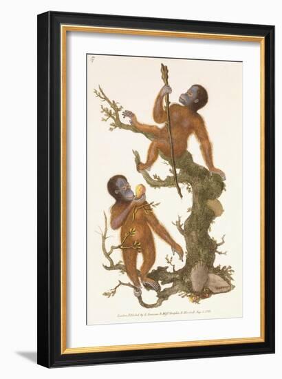 Two Primates on a Tree, 1823-Edward Donovan-Framed Giclee Print