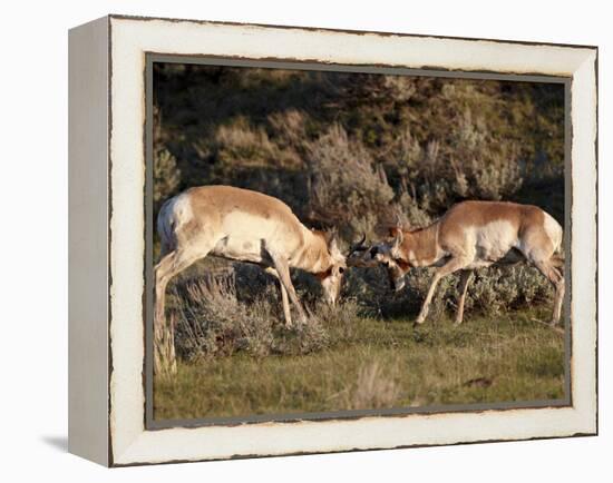 Two Pronghorn (Antilocapra Americana) Bucks Sparring, Yellowstone National Park, Wyoming, USA-James Hager-Framed Premier Image Canvas