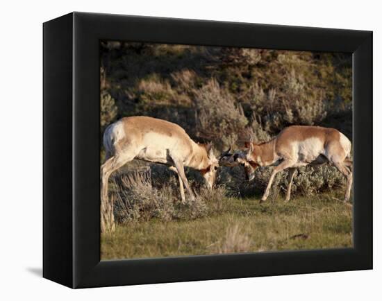 Two Pronghorn (Antilocapra Americana) Bucks Sparring, Yellowstone National Park, Wyoming, USA-James Hager-Framed Premier Image Canvas